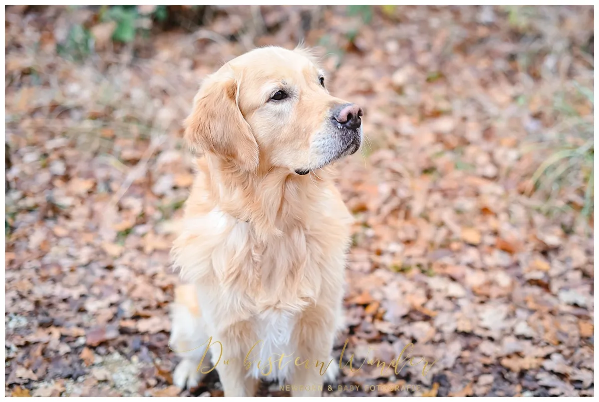 Kleinkind mit Löwenzahn im Sommer