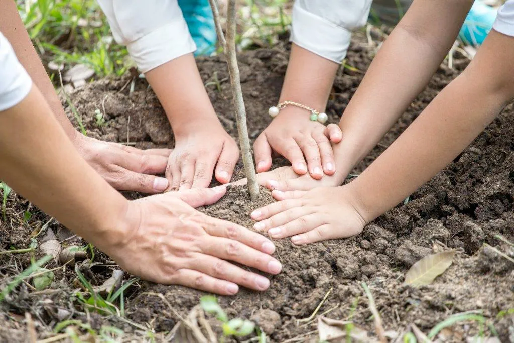Mehrere Hände pflanzen gemeinsam einen Baum - Symbol für Wachstum und Leben